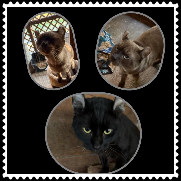 American Curl photo 6