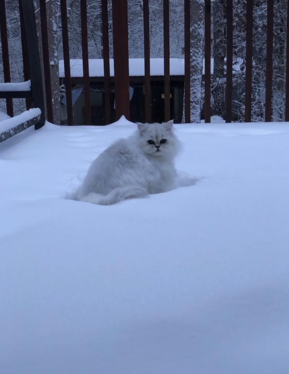 Fluffy photo 4