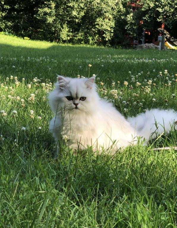 Fluffy photo 3
