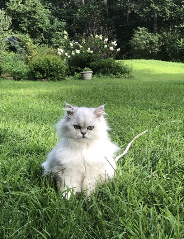 Fluffy photo 1