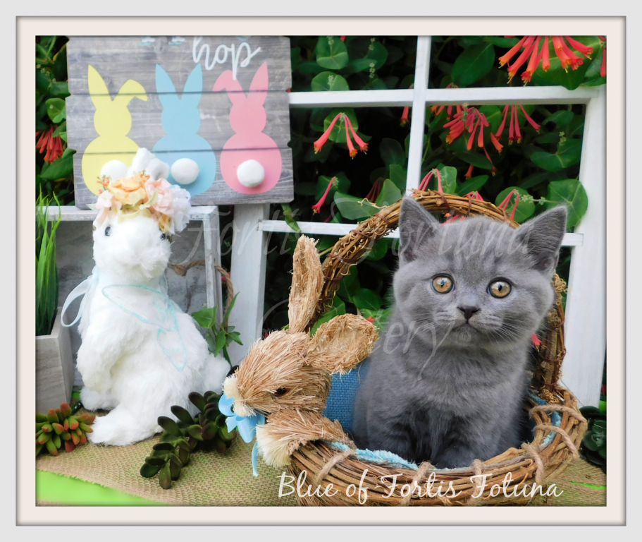 British Shorthair Litter D E And F photo 1