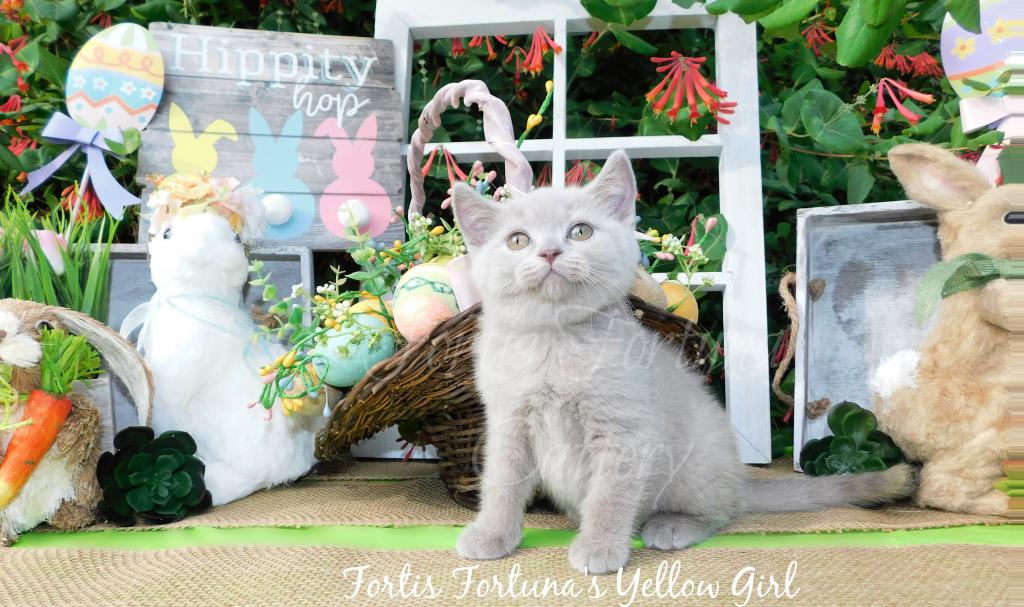 British Shorthair Litter D E And F photo 3