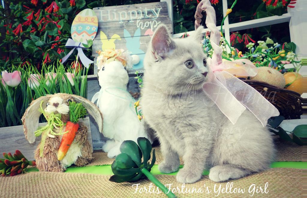 British Shorthair Litter D E And F photo 2