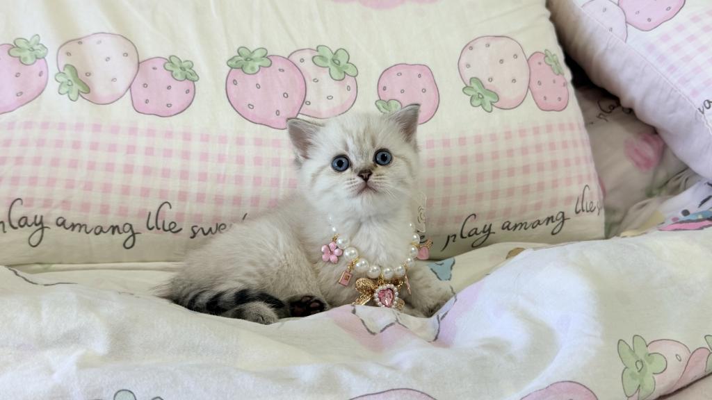 Apple photo 2