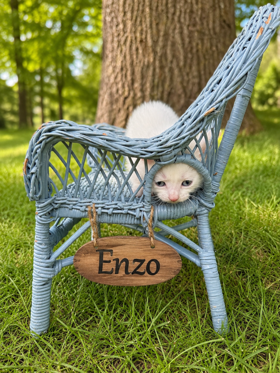 Enzo photo 2