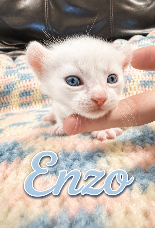 Enzo photo 6