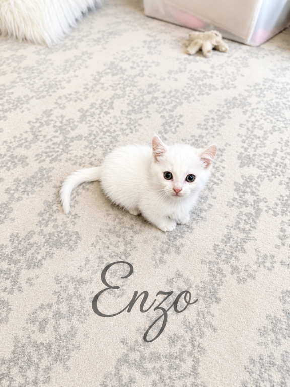 Enzo photo 1