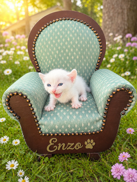 Enzo photo 5