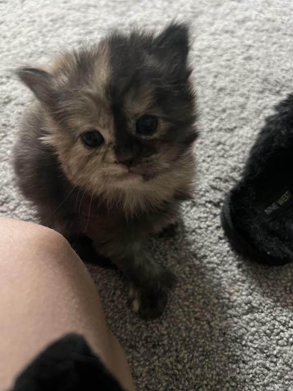 Cabbys Kittens photo 1