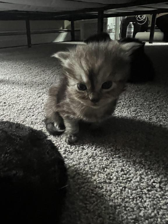 Cabbys Kittens photo 3