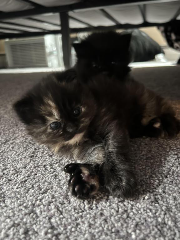 Cabbys Kittens photo 4