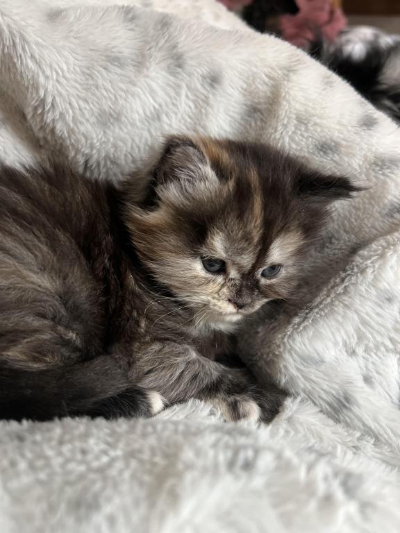 Cabbys Kittens photo 2