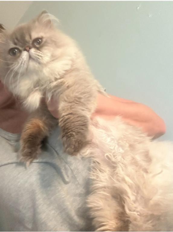 Belmon Persian Male Cat photo 3