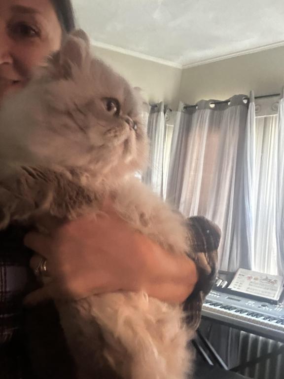 Belmon Persian Male Cat photo 2