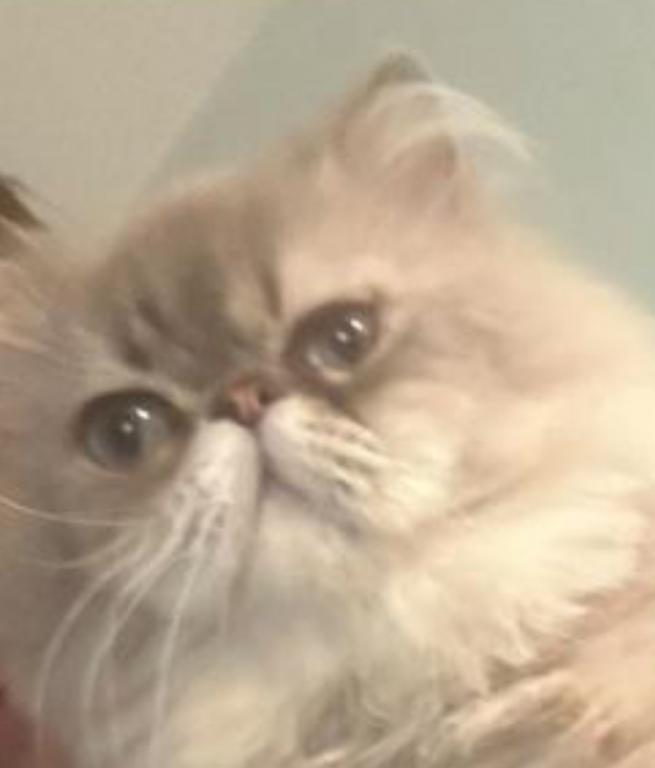 Belmon Persian Male Cat