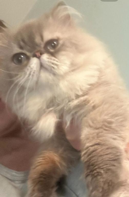 Belmon Persian Male Cat photo 2