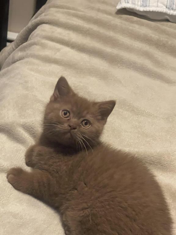Cinnamon Kitten photo 1