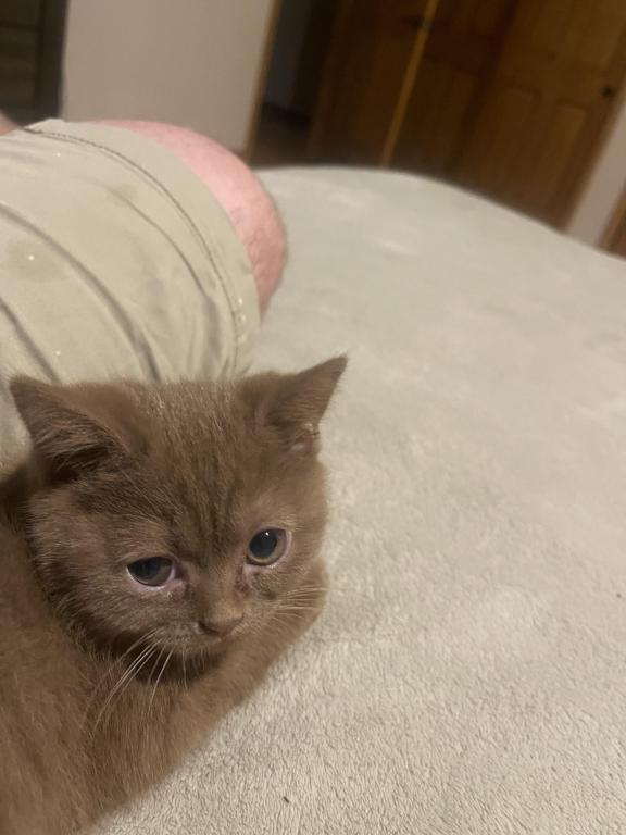 Cinnamon Kitten photo 4