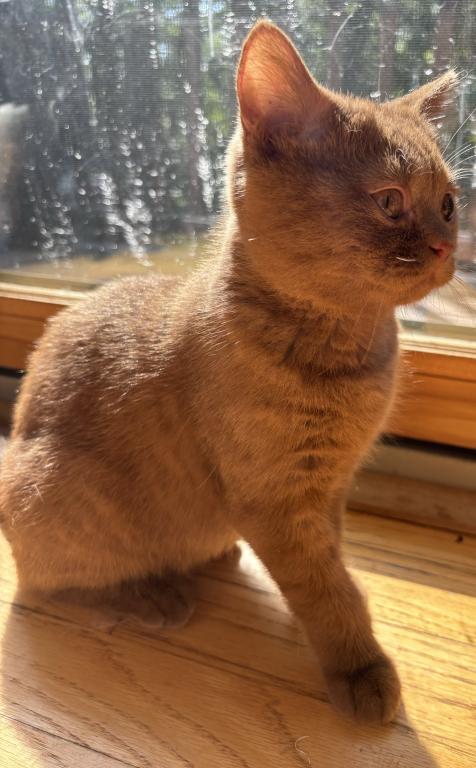 Cinnamon Kitten photo 2
