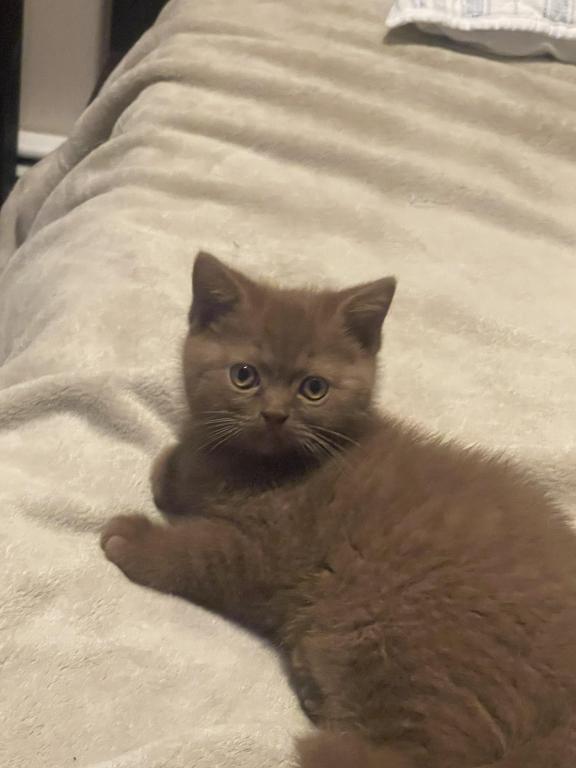 Cinnamon Kitten photo 3