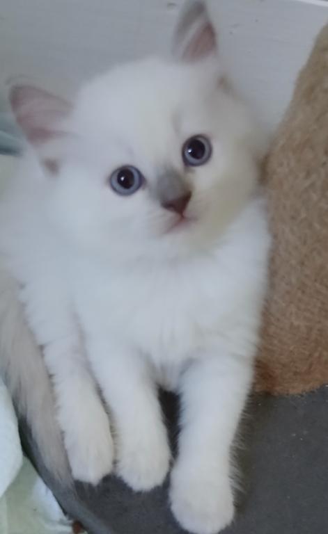 Ragdoll Perfections photo 3