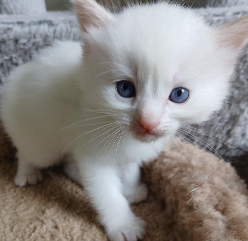 Ragdoll Perfections photo 6