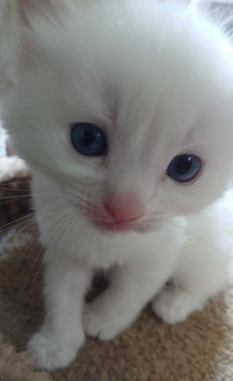 Ragdoll Perfections photo 7