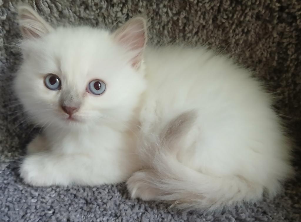 Ragdoll Perfections photo 8