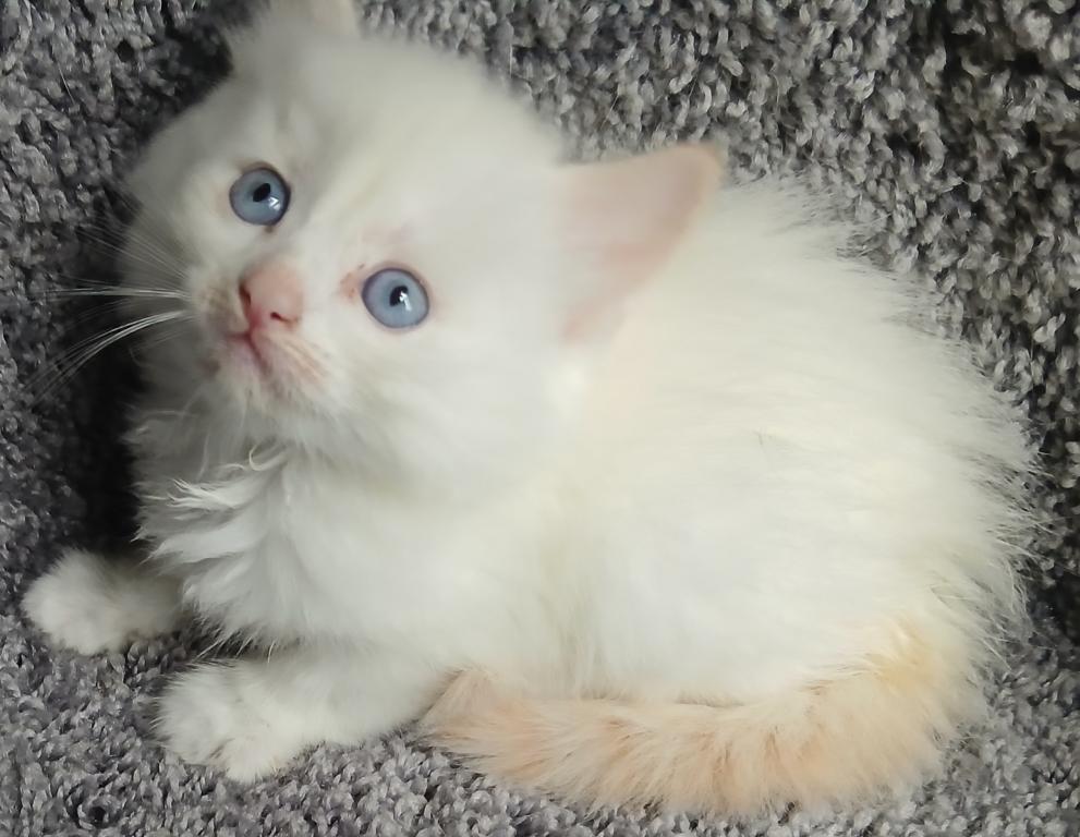 Ragdoll Perfections photo 5