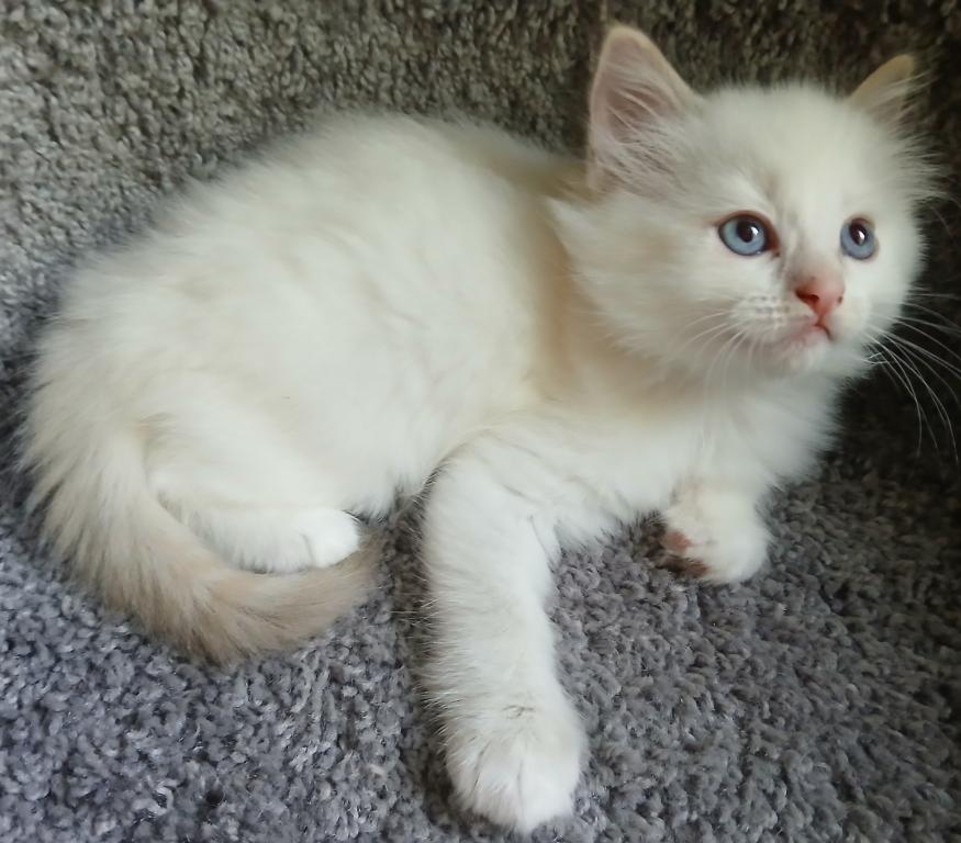 Ragdoll Perfections photo 1