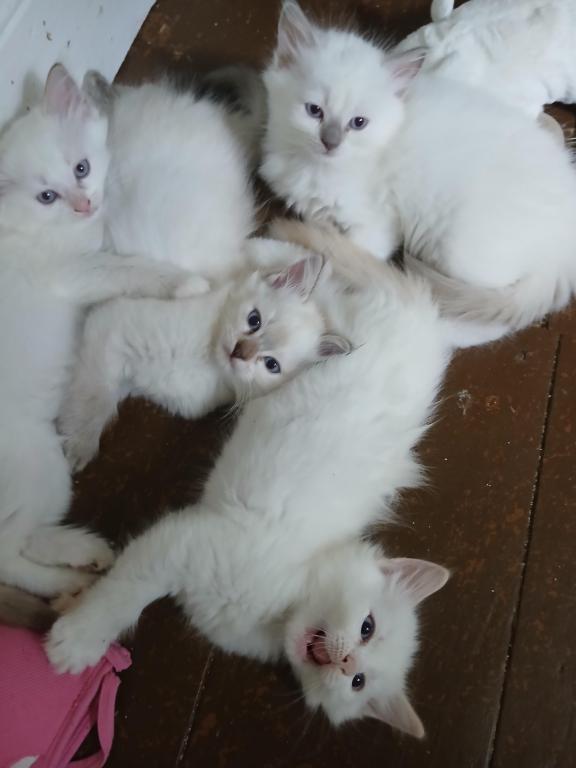 Ragdoll Perfections photo 2