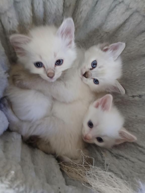 Ragdoll Perfections photo 4