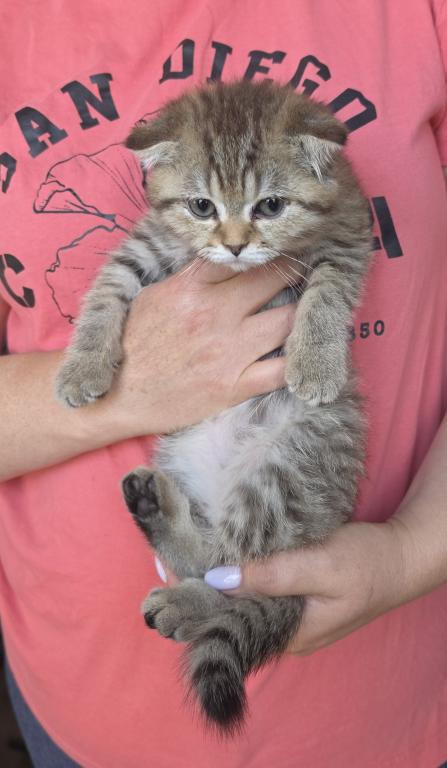 Fudge photo 3