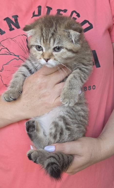 Fudge photo 1