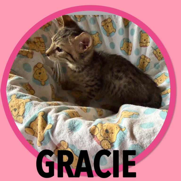 Munchkin Bengal GENETTA photo 7
