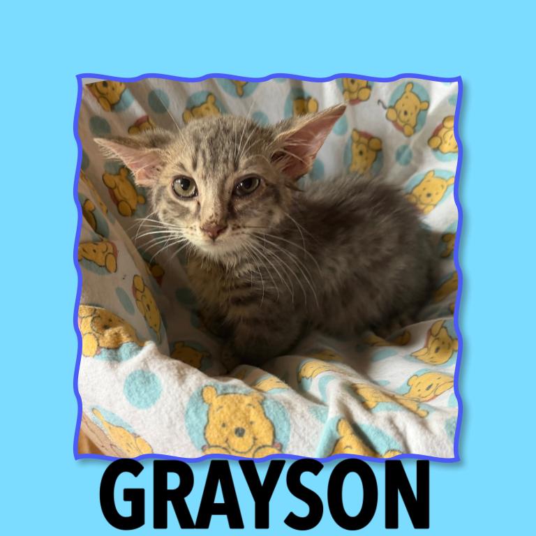 Munchkin Bengal GENETTA photo 5
