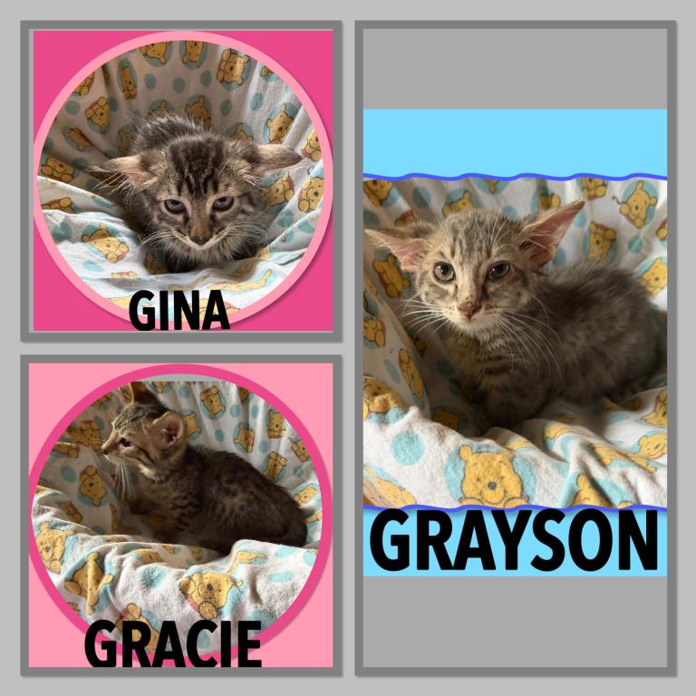 Munchkin Bengal GENETTA photo 1