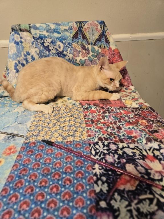Tigger photo 1