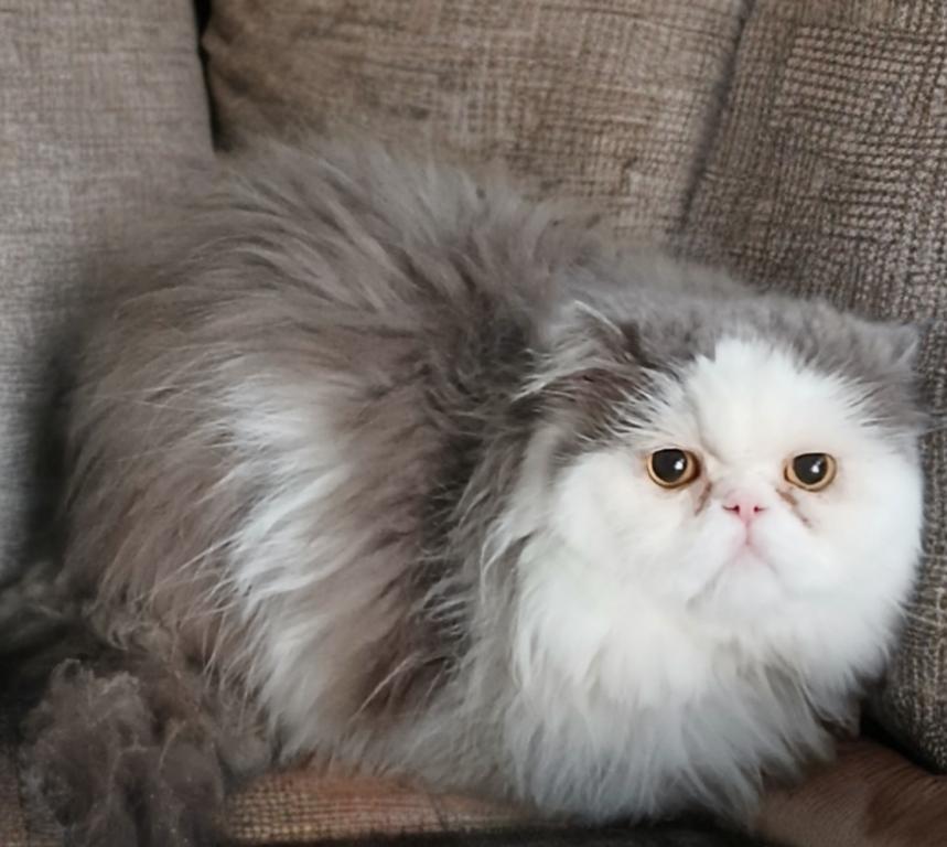 Cfa Lilac Bicolor Persian Adult Proven Male