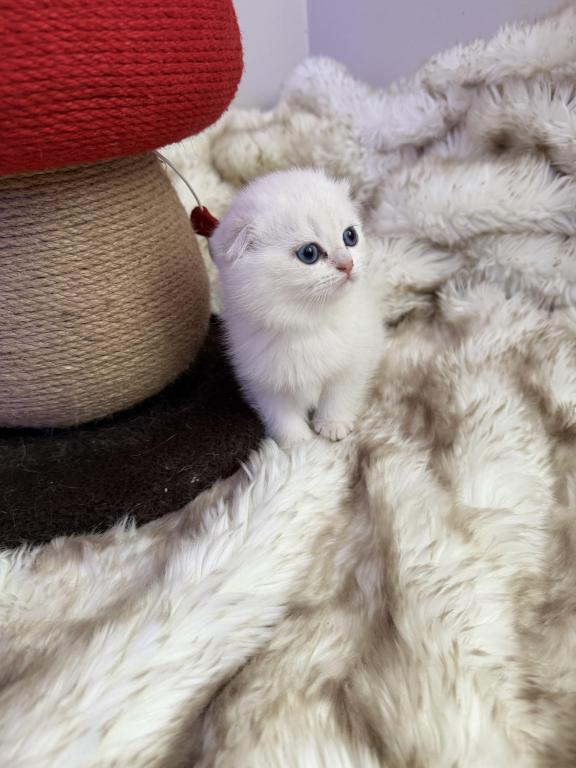 Scottish White Fold photo 3