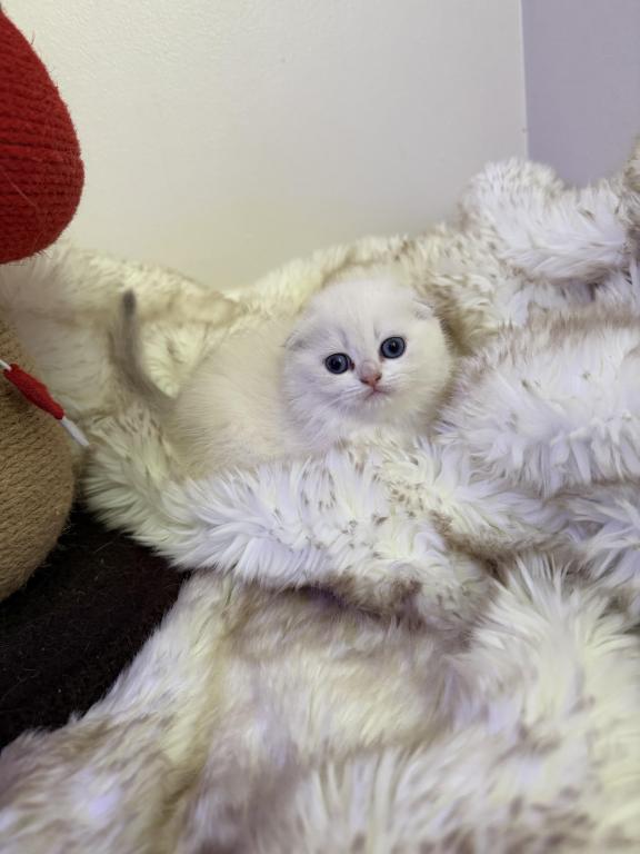 Scottish White Fold photo 2