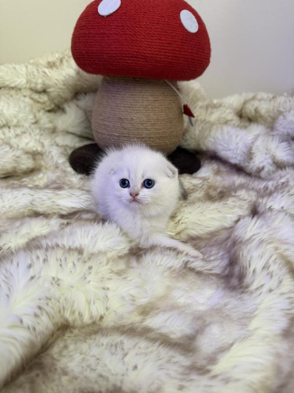 Scottish White Fold photo 4