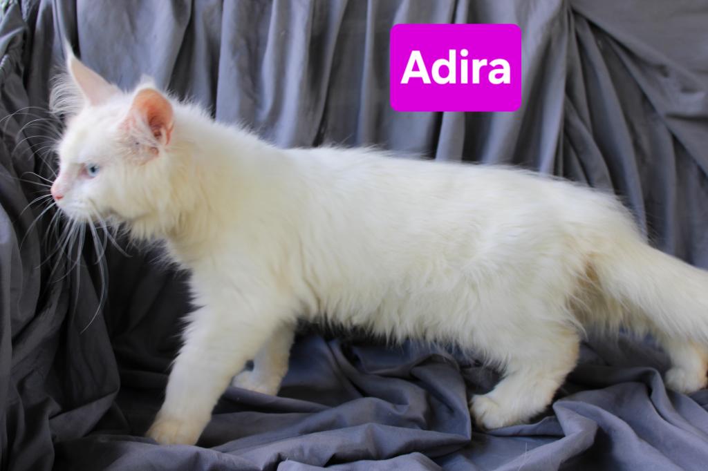 Adira Tica Health Tested Parents Price Reduced photo 4