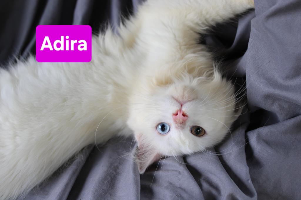 Adira Tica Health Tested Parents Price Reduced photo 3