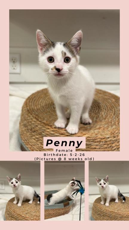 Penny photo 2