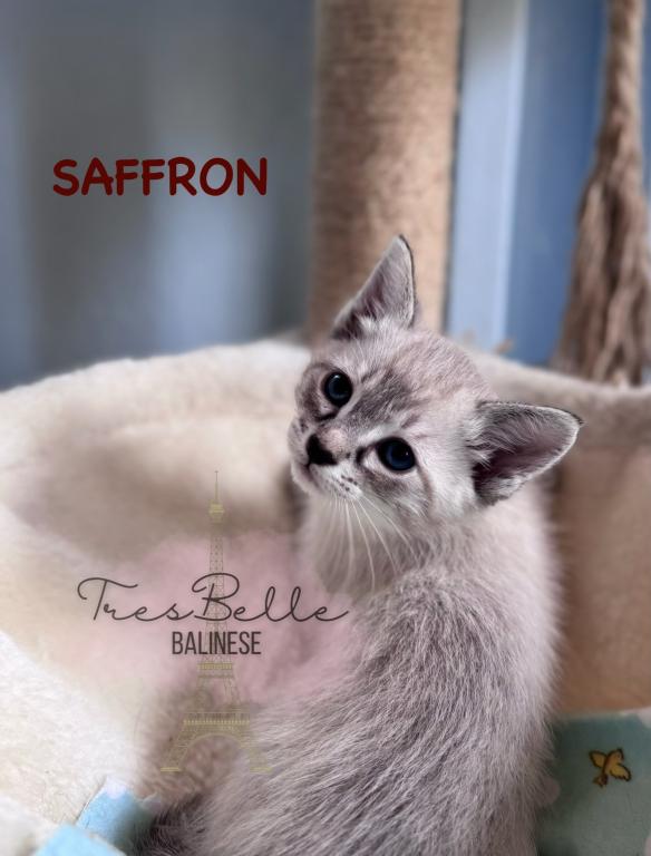 Saffron RESERVED photo 6