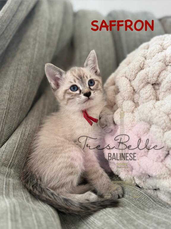 Saffron RESERVED photo 5