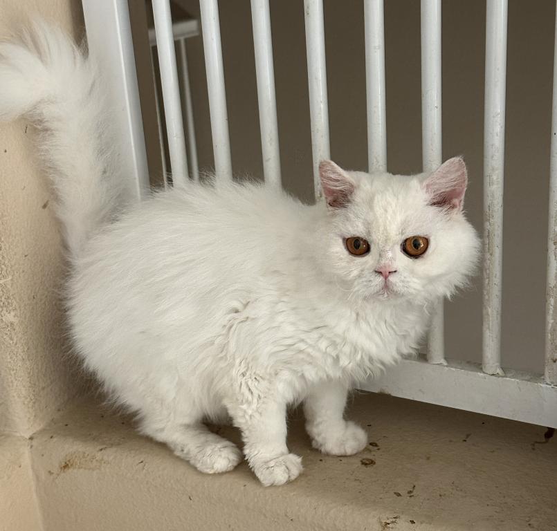 White Selkirk Rex photo 1