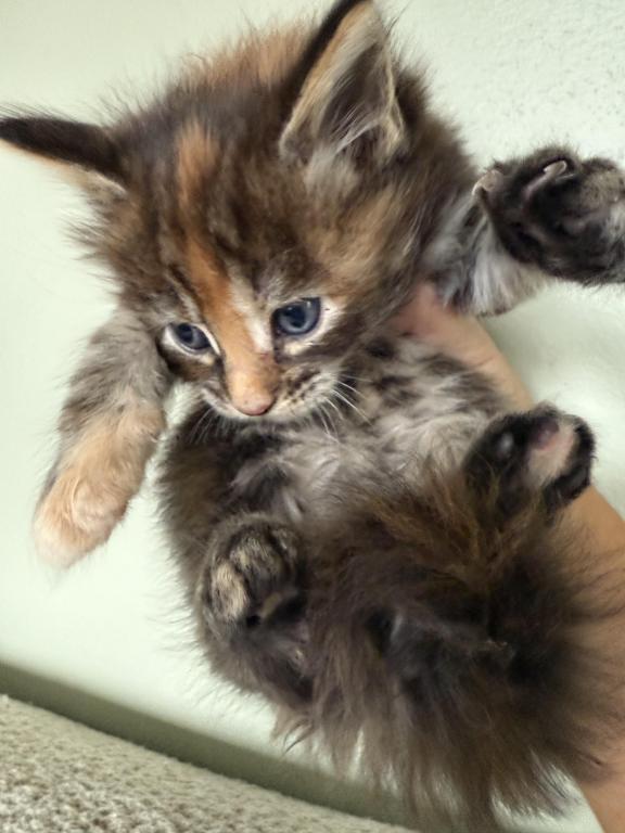 MALEFICENT LITTER photo 3