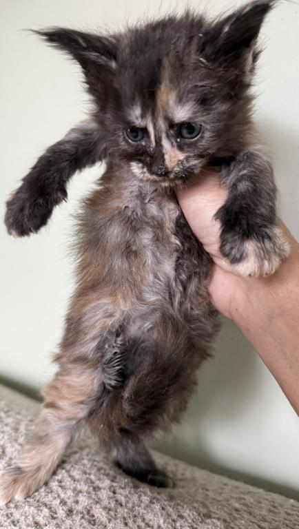 MALEFICENT LITTER photo 4